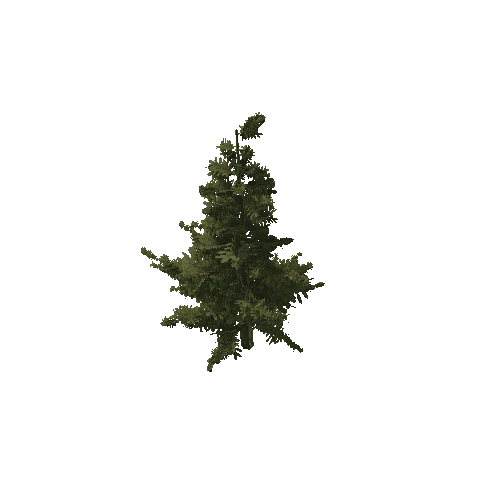 Tree 21